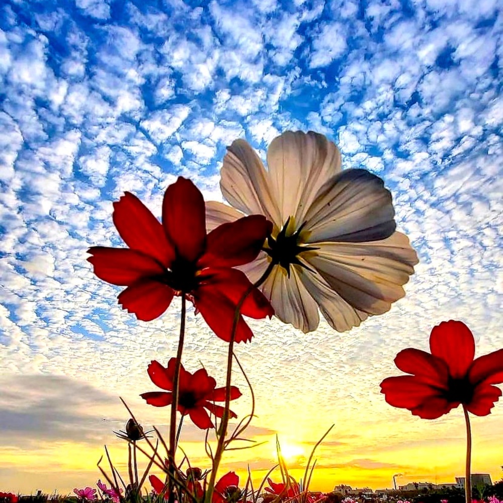 Meet your Posher, Chi